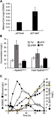 Glucose-Derived Raspberry Ketone Produced via Engineered Escherichia coli Metabolism